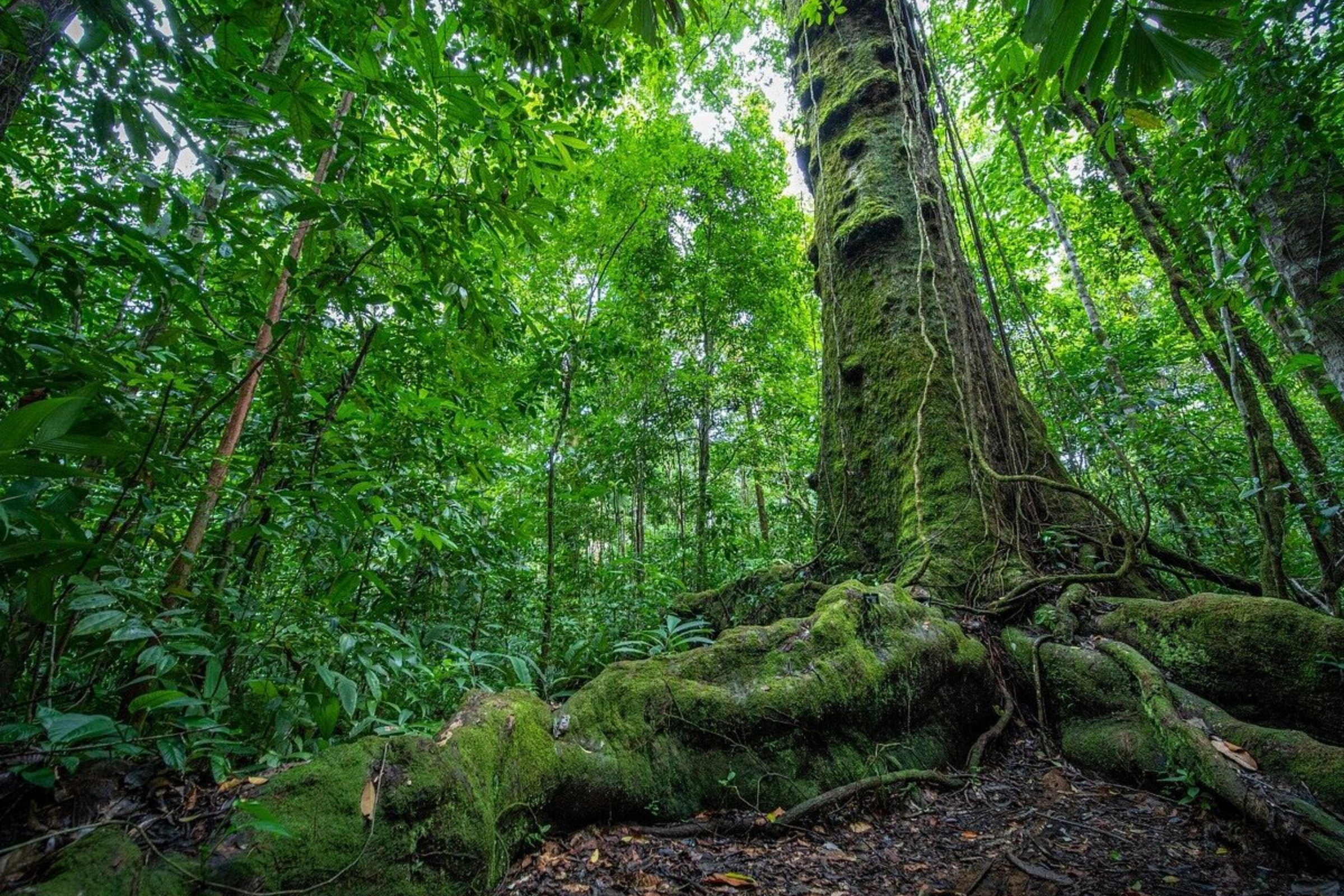 Osa_Conservation_Area[1].webp